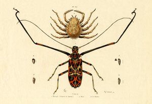 Escarabajo Arlequín
